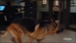 Hudson and Rex - Season 06 Episode 06